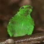 Sample 4 – Green broadbill