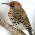 Sample of Northern flicker