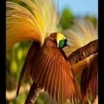 Sample 7 – Bird of paradise bird