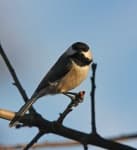 Sample 6 – Chickadee