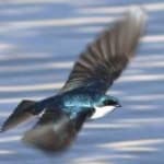 Sample 1 – Tree swallow