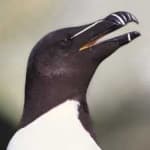 Sample of Razorbill