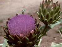 Sample 13 – Artichoke flower