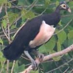 Sample 5 – Maleo