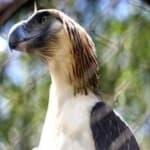 Sample 4 – Philippine eagle