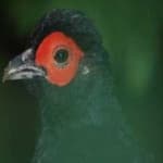 Sample 24 – Mikado pheasant