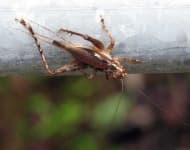 Sample 1 – Cricket