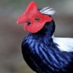 Sample 4 – Swinhoes pheasant