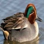 Sample 1 – Teal duck