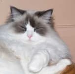 Sample 3 – Ragdoll