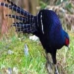 Sample 14 – Mikado pheasant