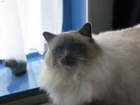 Sample 3 – Birman