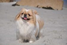 Sample 5 – Pekinese