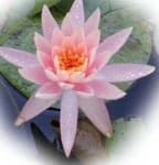 Sample 1 – Water lilly