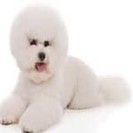 Sample 5 – Bichon frise