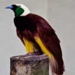 Sample 3 – Bird of paradise bird