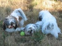 Sample of Shih tzu