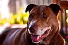 Sample 6 – American pit bull terrier