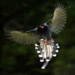 Sample 1 – Taiwan magpie
