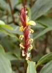 Sample 2 – Cautleya spicata