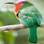 Sample 5 – Red bearded bee eater