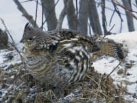 Sample 3 – Ruffed grouse