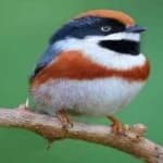 Sample 3 – Black throated bushtit