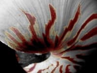 Sample 6 – Chambered nautilus