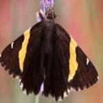 Sample 18 – Banded butterfly