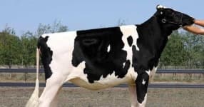 Sample 3 – Cow
