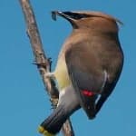 Sample 5 – Cedar waxwing