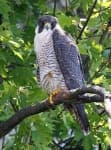 Sample 3 – Falcon