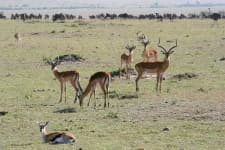 Sample 6 – Impala