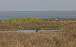 Sample 2 – Black stork
