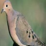 Sample 2 – Mourning dove