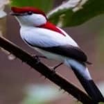 Sample 3 – Araripe manakin
