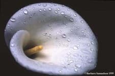 Sample 2 – Giant white arum lily