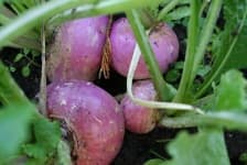 Sample 4 – Turnip