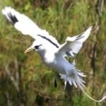 Sample 6 – White tailed tropic