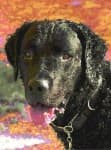 Sample 5 – Curly coated retriever