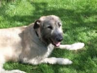 Sample 6 – Irish wolfhound
