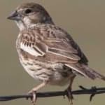 Sample 4 – Lark bunting
