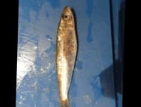 Sample 4 – Black sea sprat