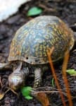 Sample 4 – Box turtle