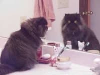 Sample 2 – Persian cat