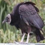 Sample 3 – Black vulture