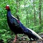 Sample 1 – Swinhoes pheasant