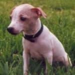 Sample of American hairless