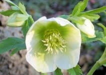 Sample 2 – Lenten rose