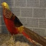 Sample 4 – Pheasant